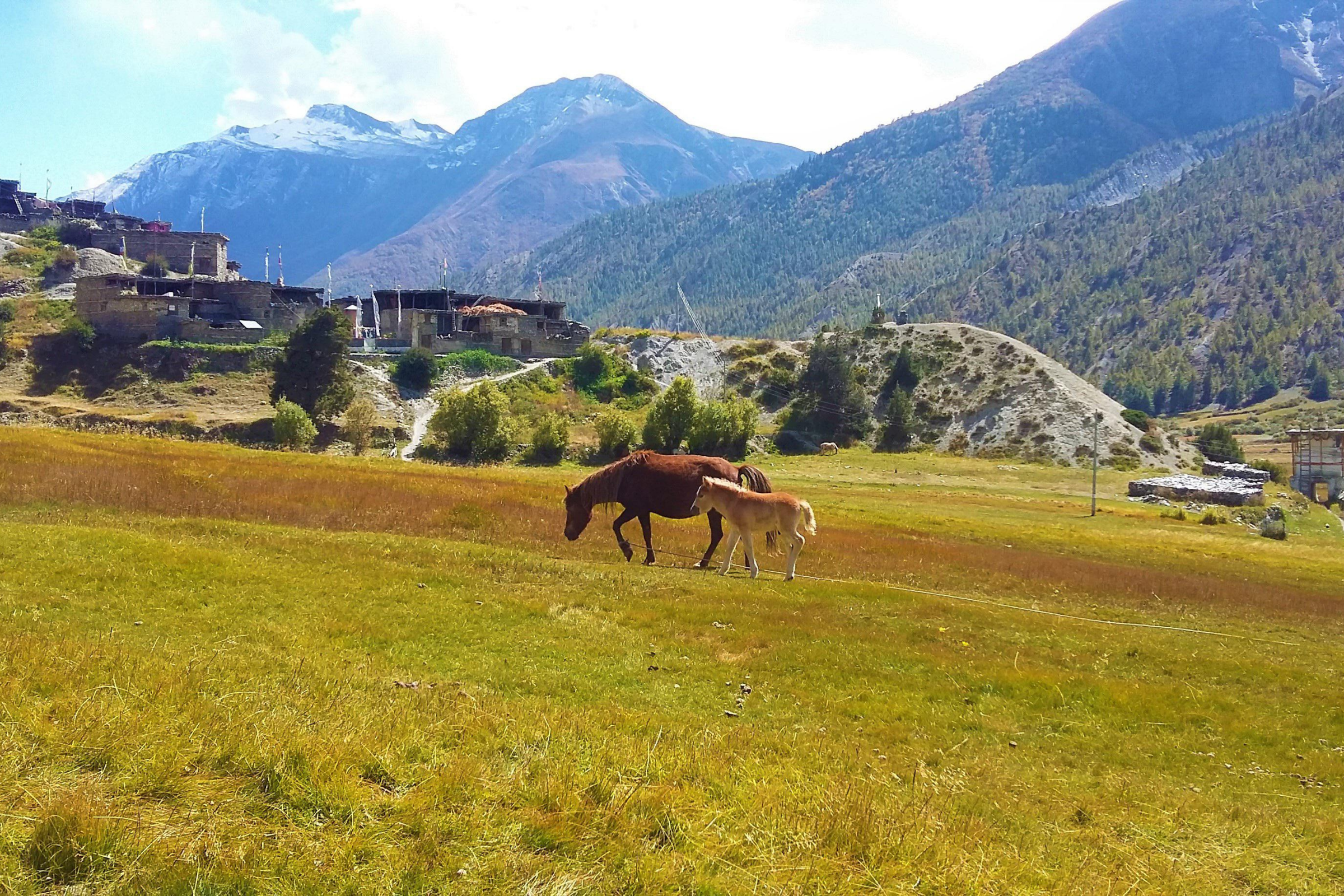 manang (2).webp